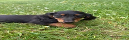 Miniature Dachshund dogs for sale: Beautiful KC reg long haired female  - Advert 2