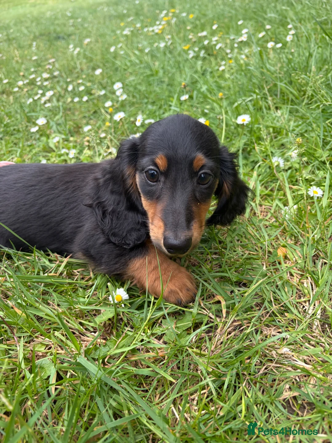 Miniature Dachshund dogs for sale: Beautiful KC reg long haired female  - Advert 2