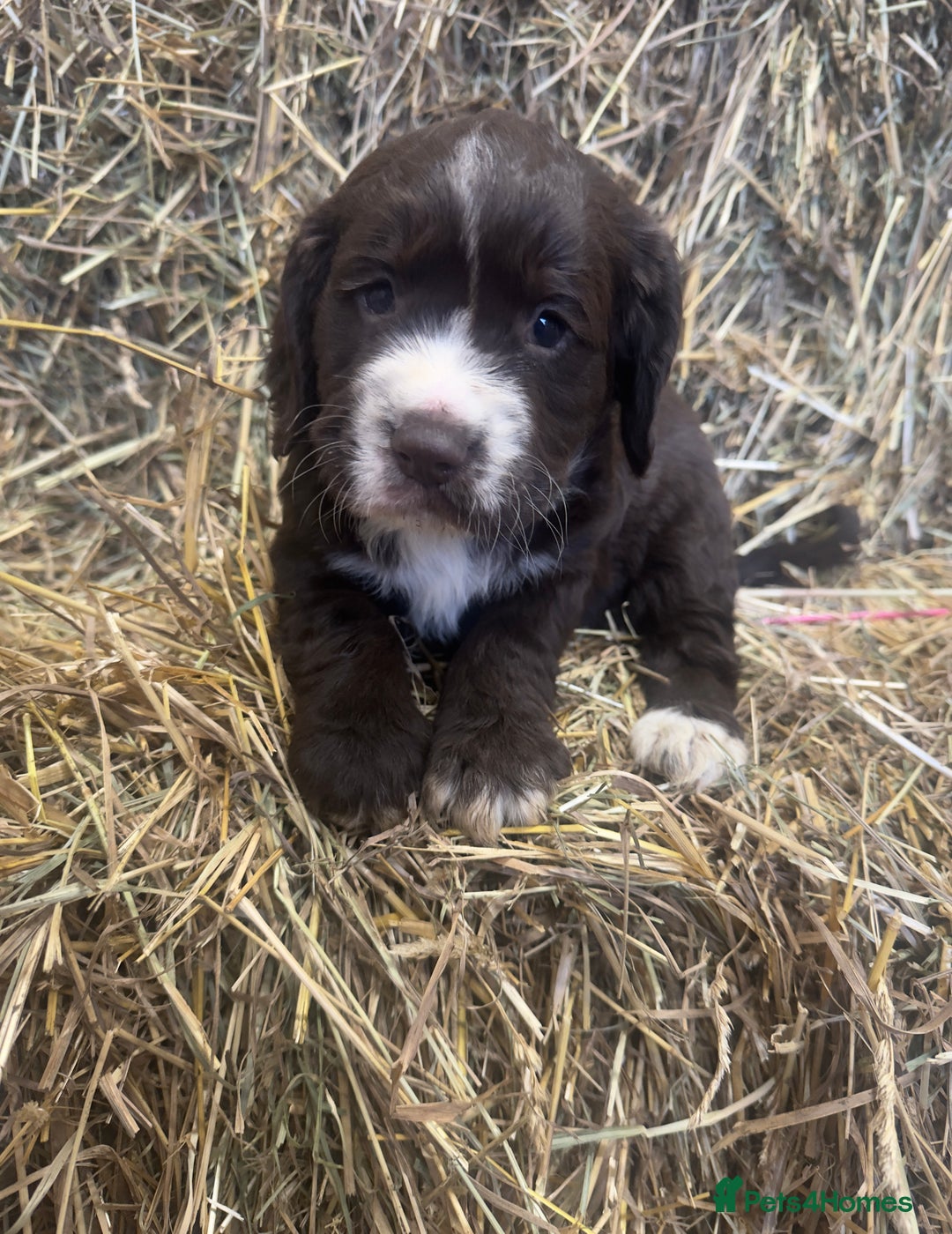 Cocker Spaniel dogs for sale: Health Tested Clear KC Registered Working Cockers - Advert 12