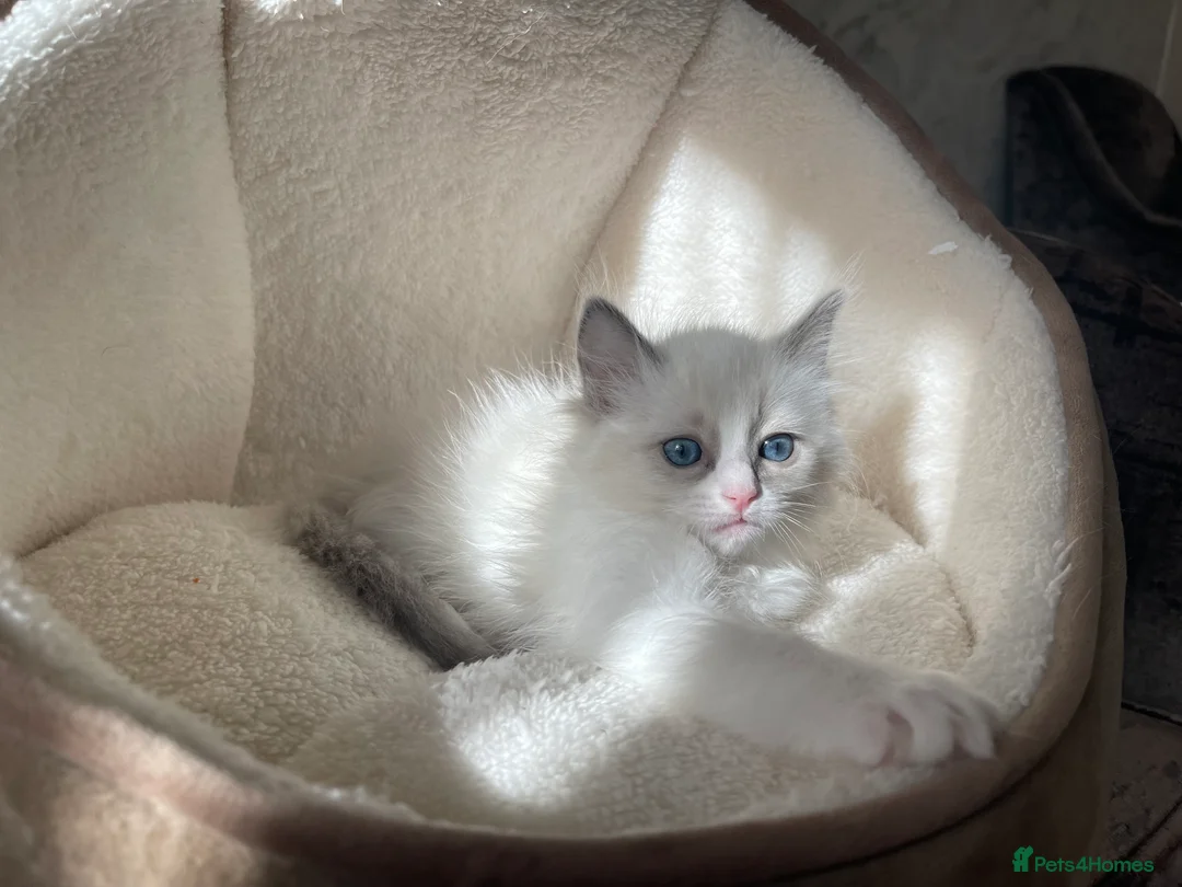 Ragdoll cats for sale: Beautiful female ragdoll  - Advert 2