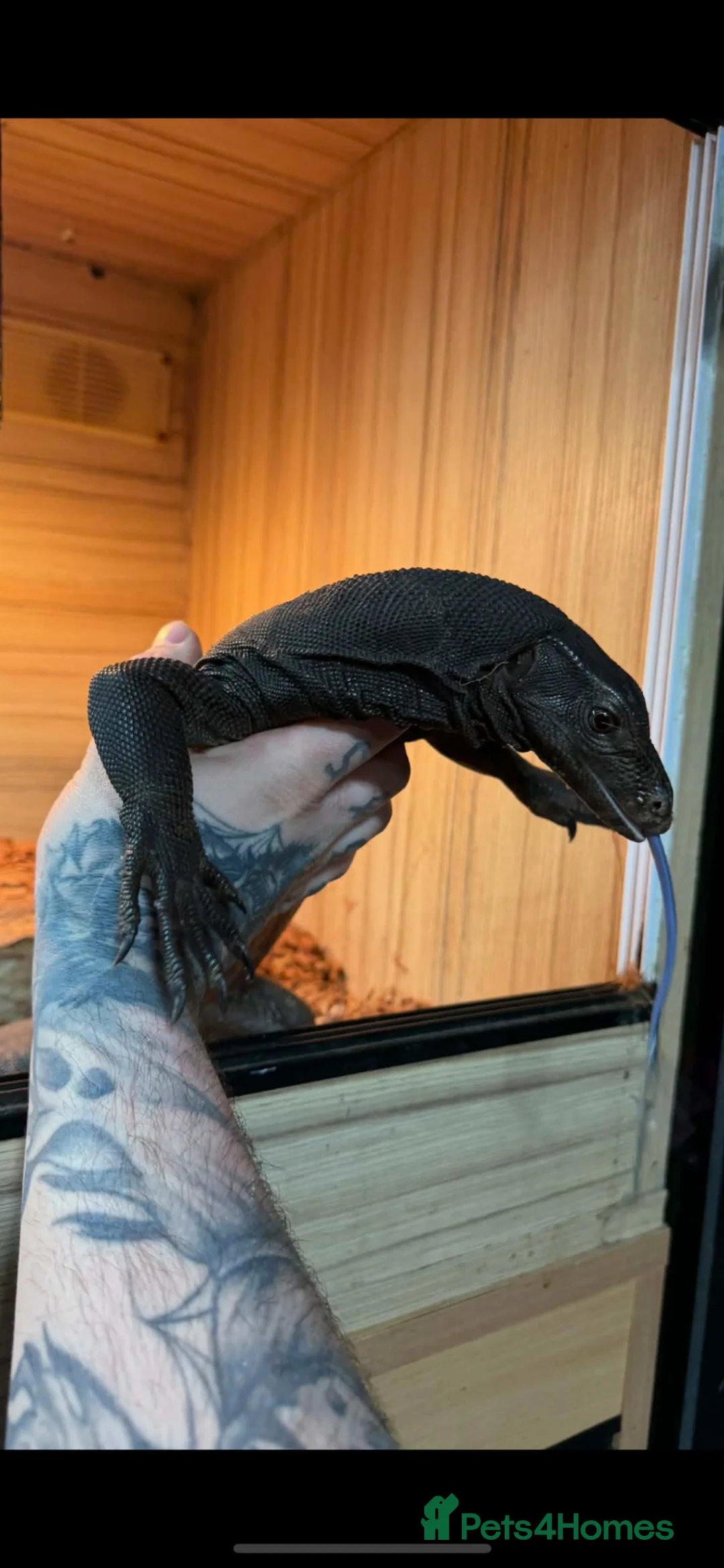 Monitor reptiles for sale: Black dragon Asain water monitor in Ramsgate - Advert 2