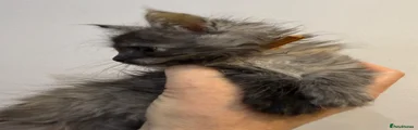 Maine Coon 5