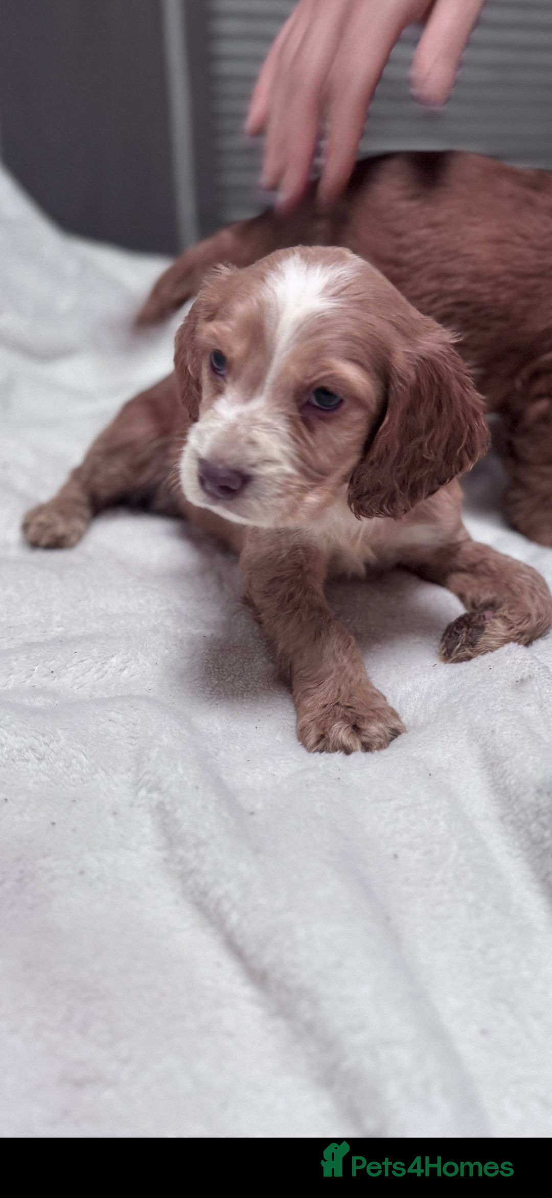 Cocker Spaniel dogs for sale: Cute cocker spaniel puppies for sale!! - Advert 6