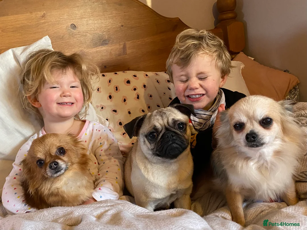 Pug dogs for sale: Lovely little pug looking for new home in Christchurch - Advert 5