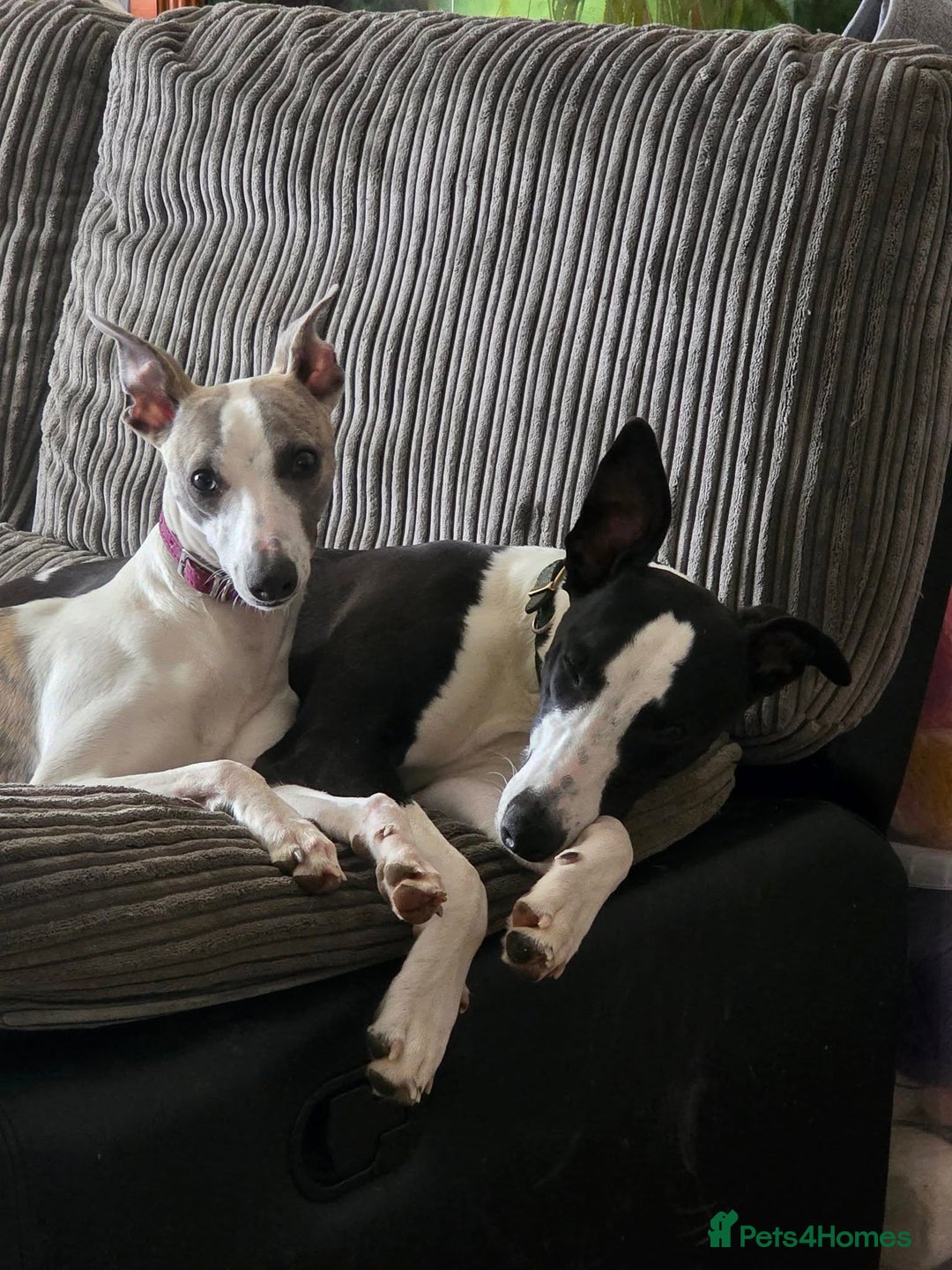 Whippet dogs for sale: whippet bitches - Advert 1