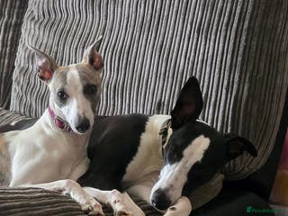 Whippet dogs whippet bitches - Advert 2