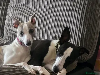 Whippet dogs whippet bitches - Advert 8