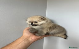 Pomeranian dogs for sale: Last Pomeranian Male - Image 5
