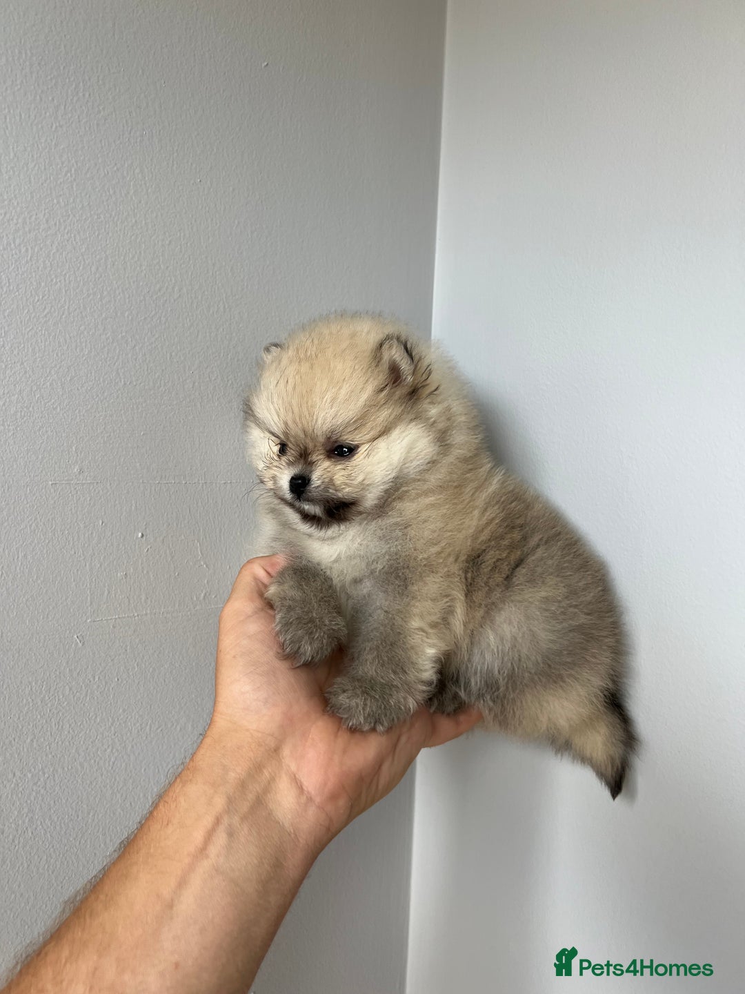 Pomeranian dogs for sale: Last Pomeranian Male - Image 5