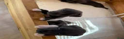 Staffordshire Bull Terrier dogs for sale: Blue staffordshire bull terrier puppies - Advert 18