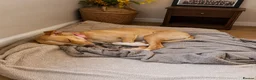 Mixed Breed dogs for adoption: Meet Alice Fragile Heart,Gentle Soul, Endless Love in Nottingham - Advert 10