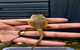 Bearded Dragon reptiles for sale: Pogona vitticeps + vitticeps/Barbata hybrids - Image 7