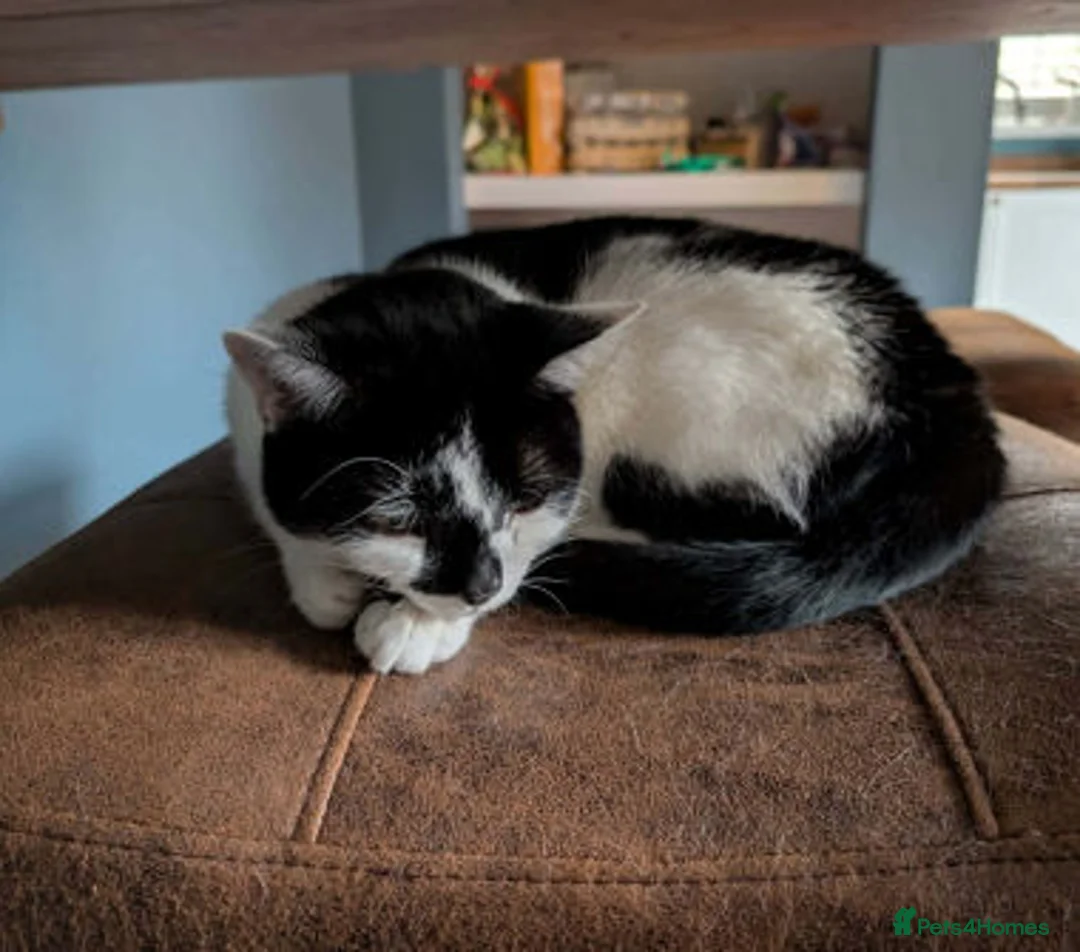 Mixed Breed cats for adoption: SMUDGE - Advert 2