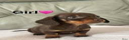 Miniature Dachshund dogs for sale: 3 miniature dachshund puppies  - Advert 3