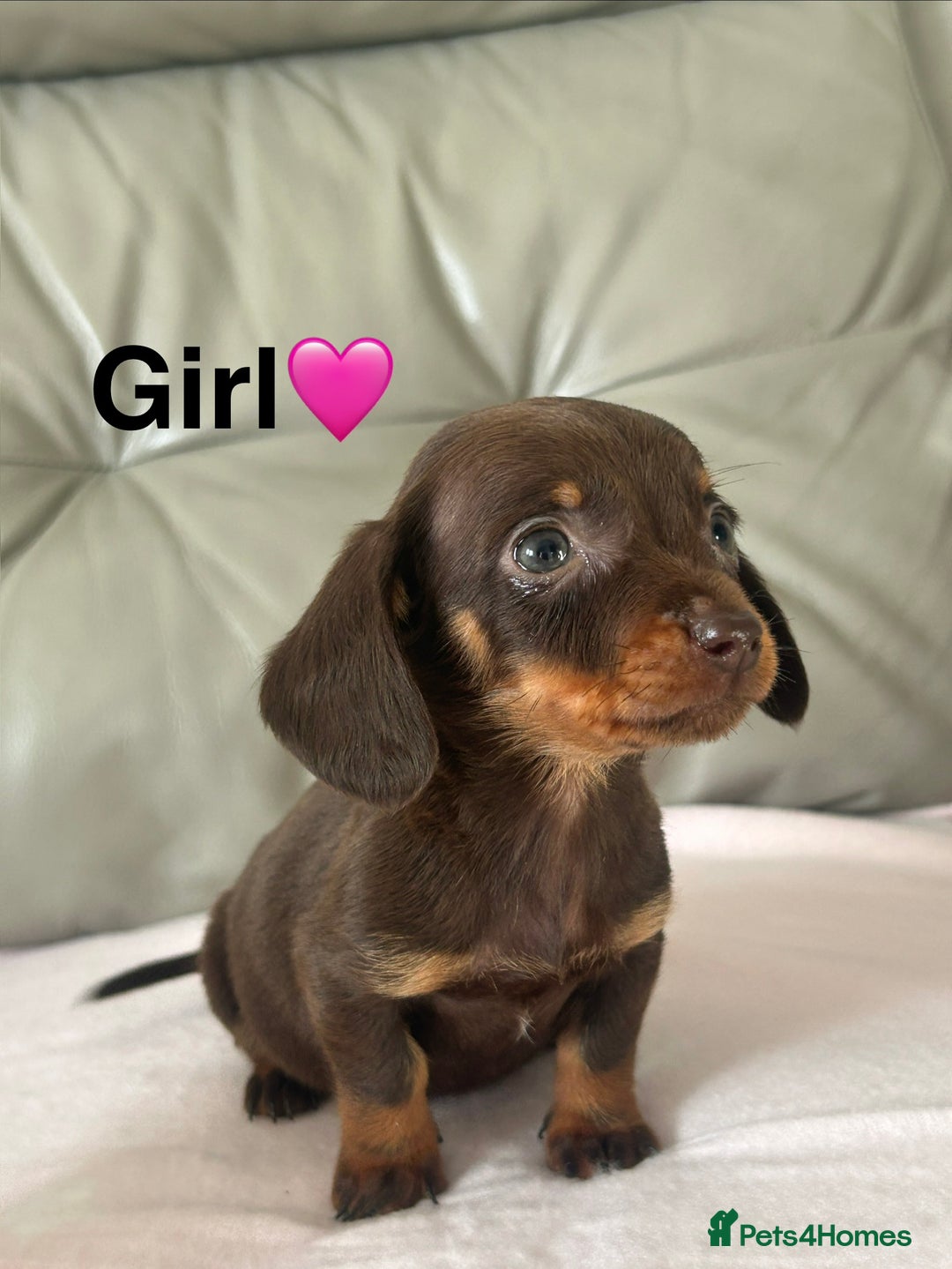 Miniature Dachshund dogs for sale: 3 miniature dachshund puppies  - Advert 3