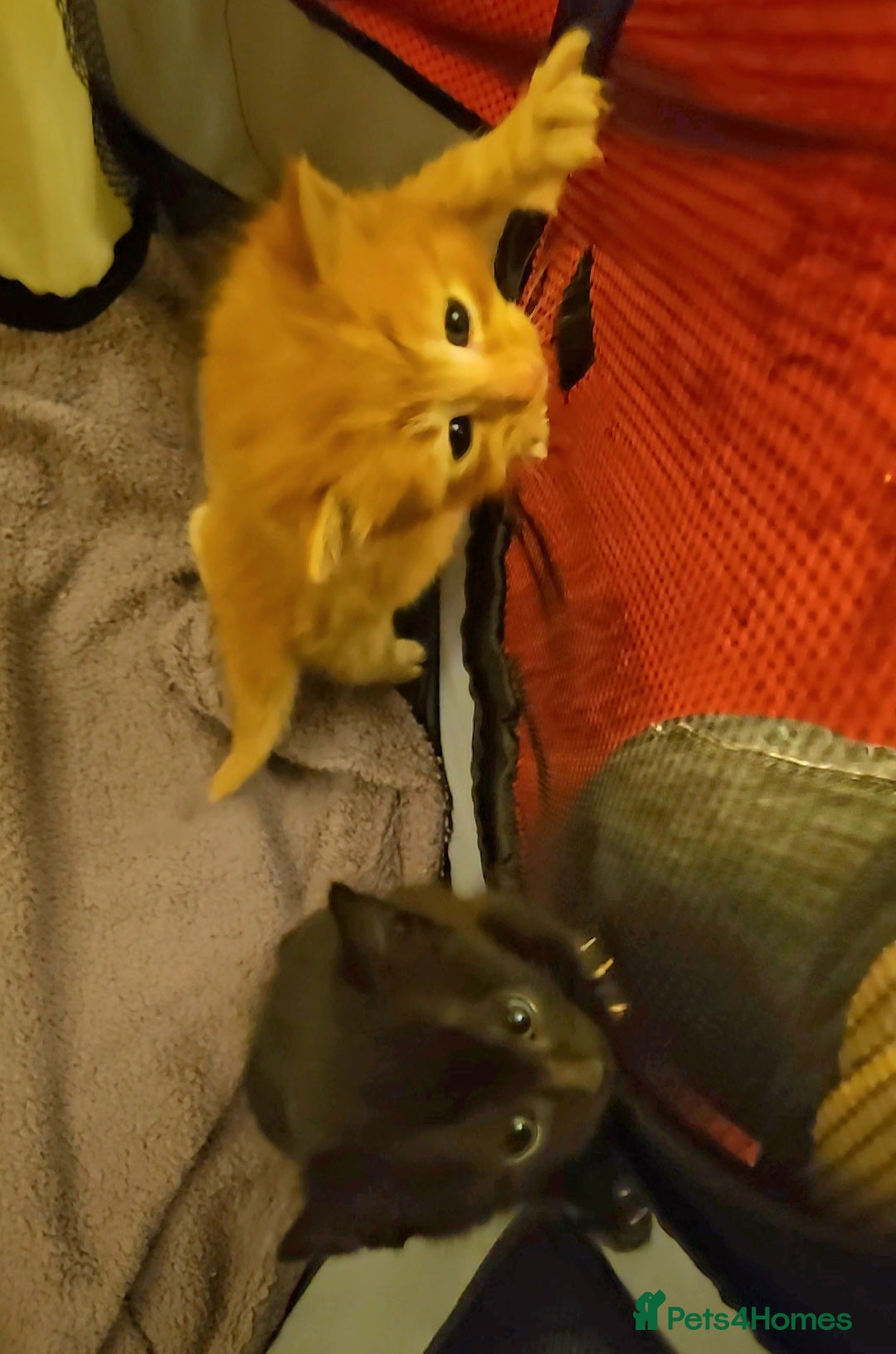 Mixed Breed cats for sale: Elven Bengal Mixes - Advert 11