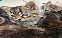 Mixed Breed cats for sale: Tabby Kittens 3 female 1 boy - Image 2