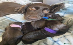 Sprocker dogs for sale: 2 girls 1 boy available - Advert 4