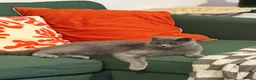 British Shorthair cats for sale: Female British short-haired. - Advert 5