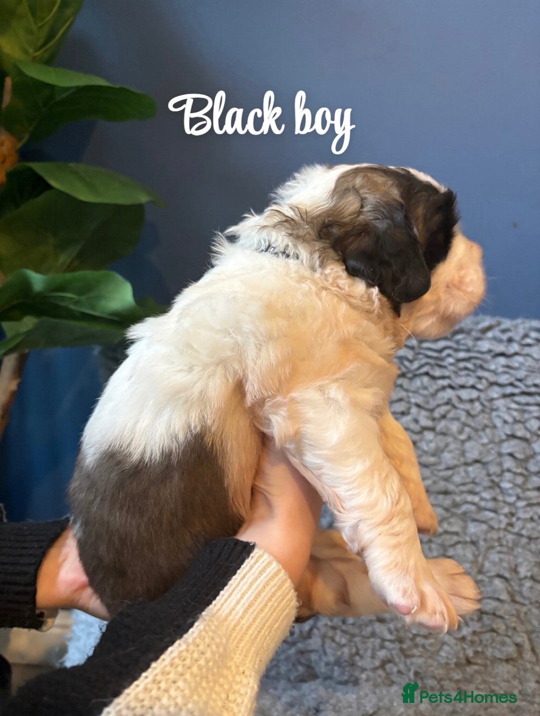 Saint Bernard dogs for sale: Litter of Saint Bernard puppies - Advert 12