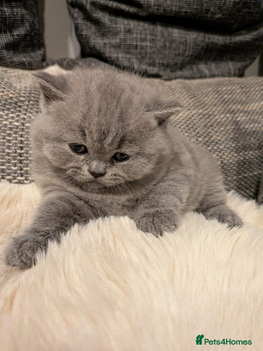 British Shorthair cats for sale: Multi-colour GCCF British Shorthair kittens  - Advert 36