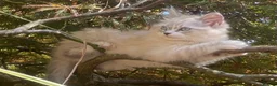 Siberian cats for sale: 3 Adorable Siberian Kittens Available - Advert 17