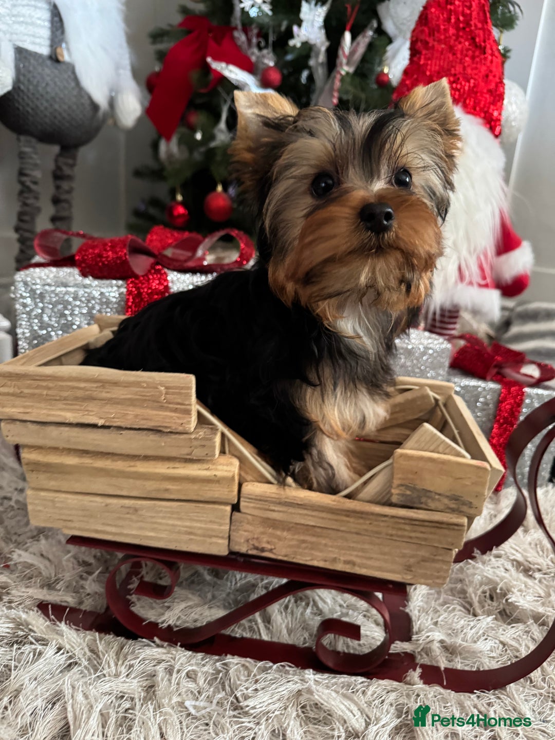 Yorkshire Terrier dogs for sale: Beautiful Pedigree Yorkshire Terrier puppies. - Advert 37