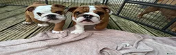 English Bulldog dogs for sale: Beautifully bred English bulldogs  - Advert 9
