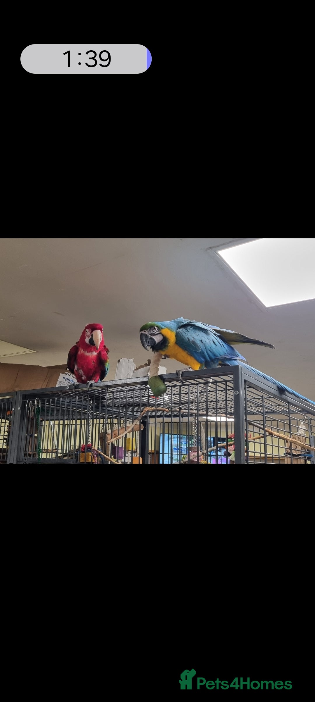 Macaws birds for sale: Greenwing macaw and a blue and gold macaw  - Image 1