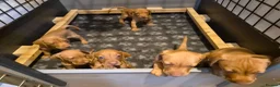 Hungarian Vizsla dogs for sale: Beautiful Hungarian Vizsla Puppies - Advert 9