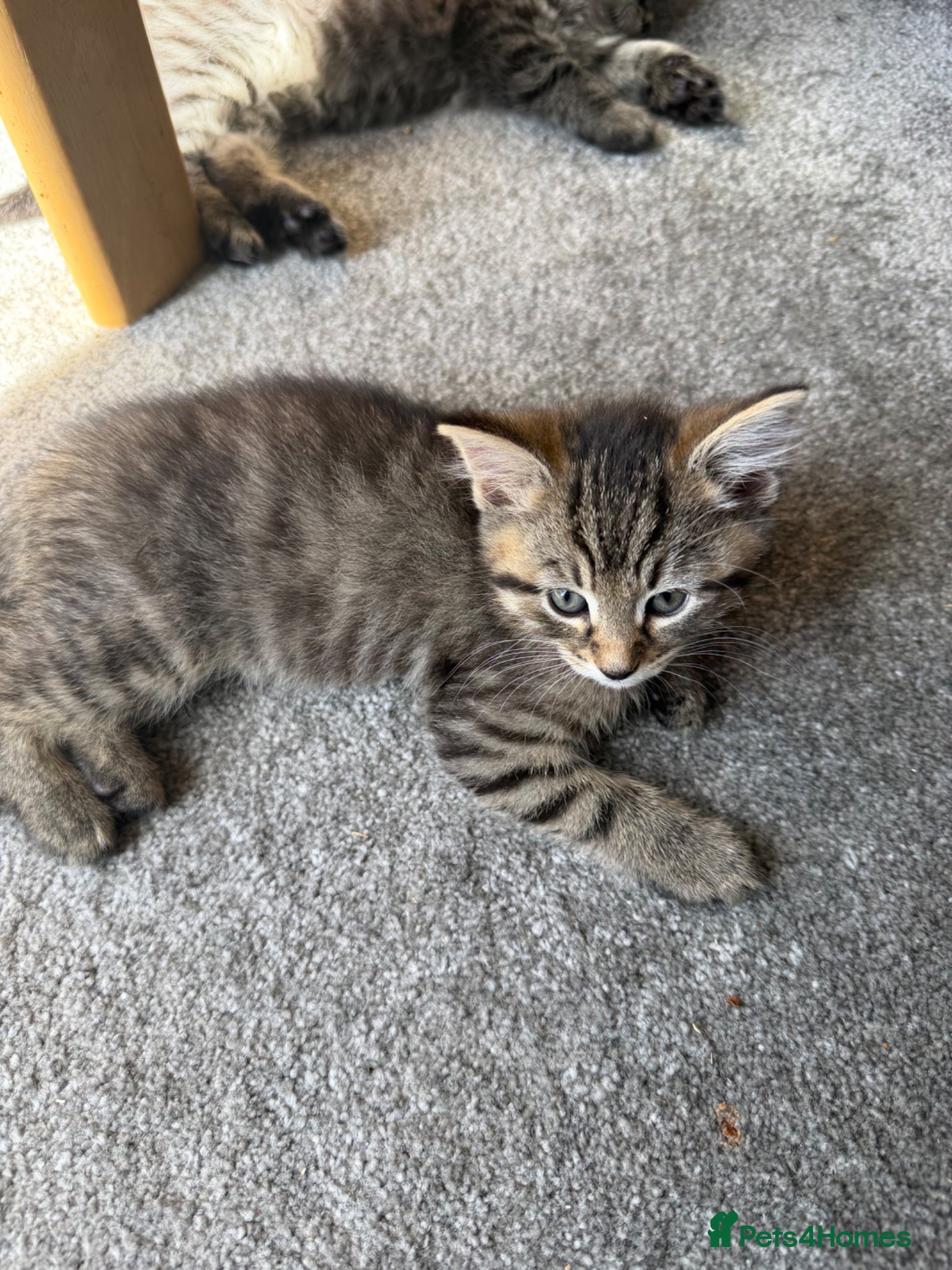 Mixed Breed cats Tabby kittens looking for there forever home - Advert 1