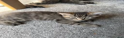 Mixed Breed cats for sale: Tabby kittens looking for there forever home - Advert 3