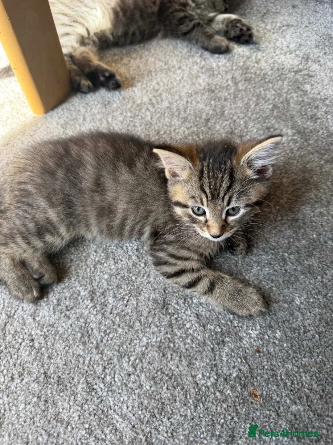Mixed Breed cats for sale: Tabby kittens looking for there forever home - Advert 1