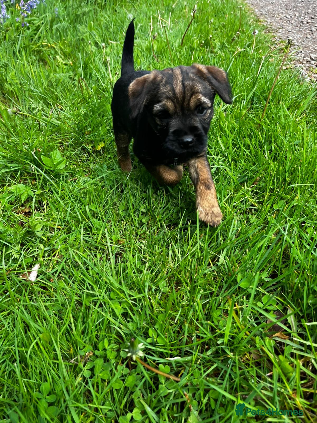 Border Terrier dogs Border terrier puppies - Advert 2