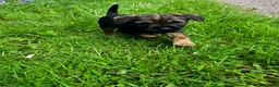 Border Terrier dogs for sale: Border terrier puppies - Advert 2