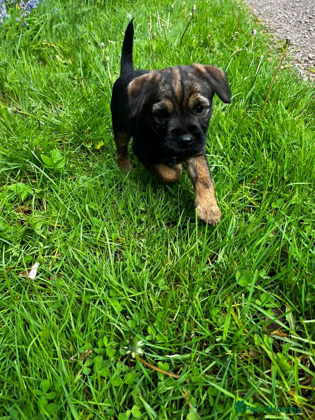 Border Terrier dogs for sale: Border terrier puppies - Advert 2
