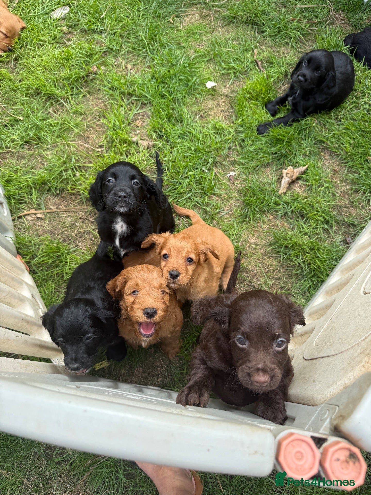Mixed Breed dogs Sprockerpoos in Cornwall  - Advert 4