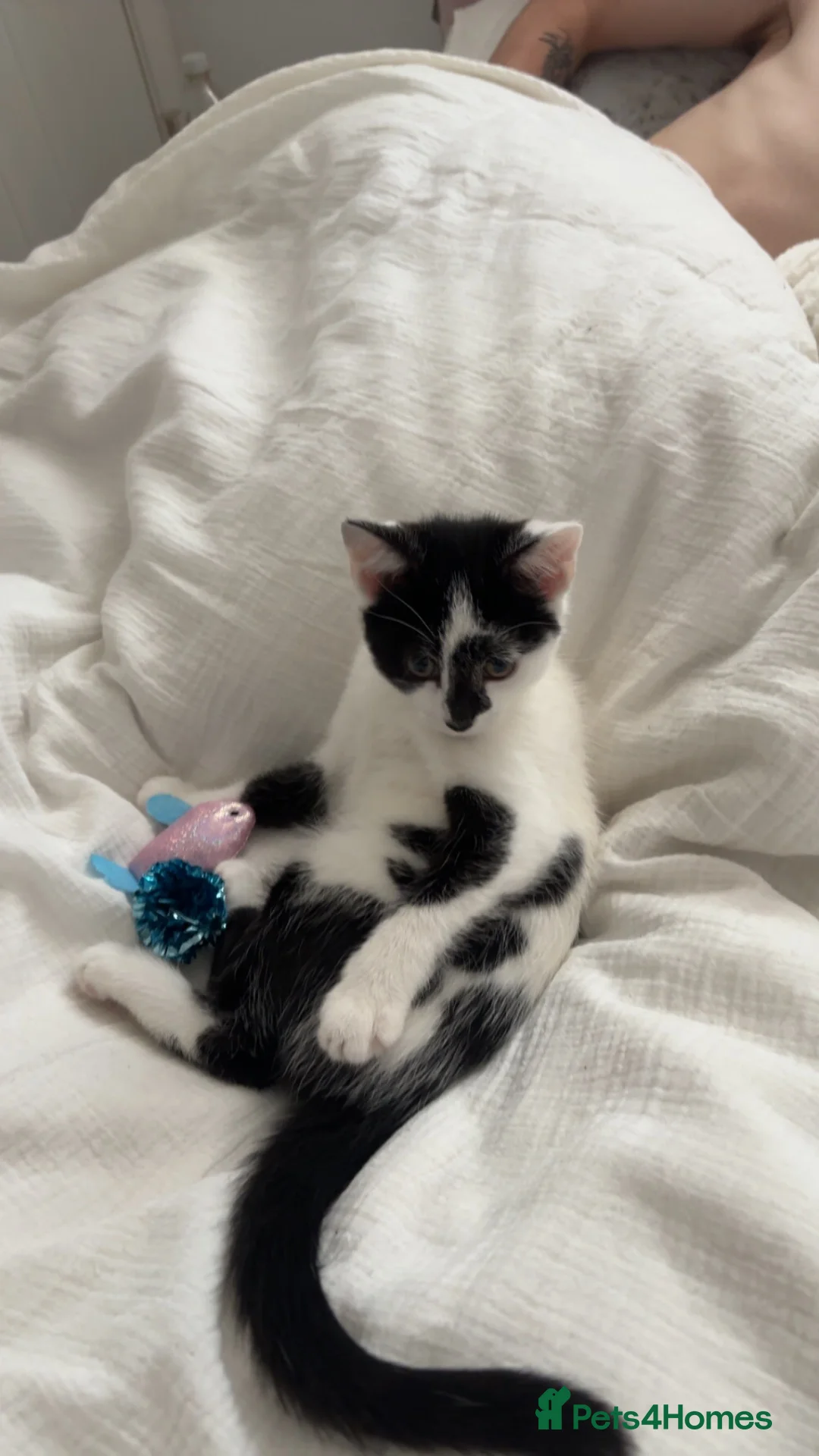 Domestic Shorthair cats for sale: Female kitten  - Advert 2