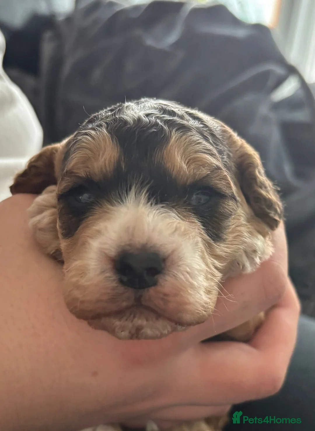 Cockapoo dogs for sale: F2 Cockapoos - 1 boy and 3 girls remain  - Advert 2