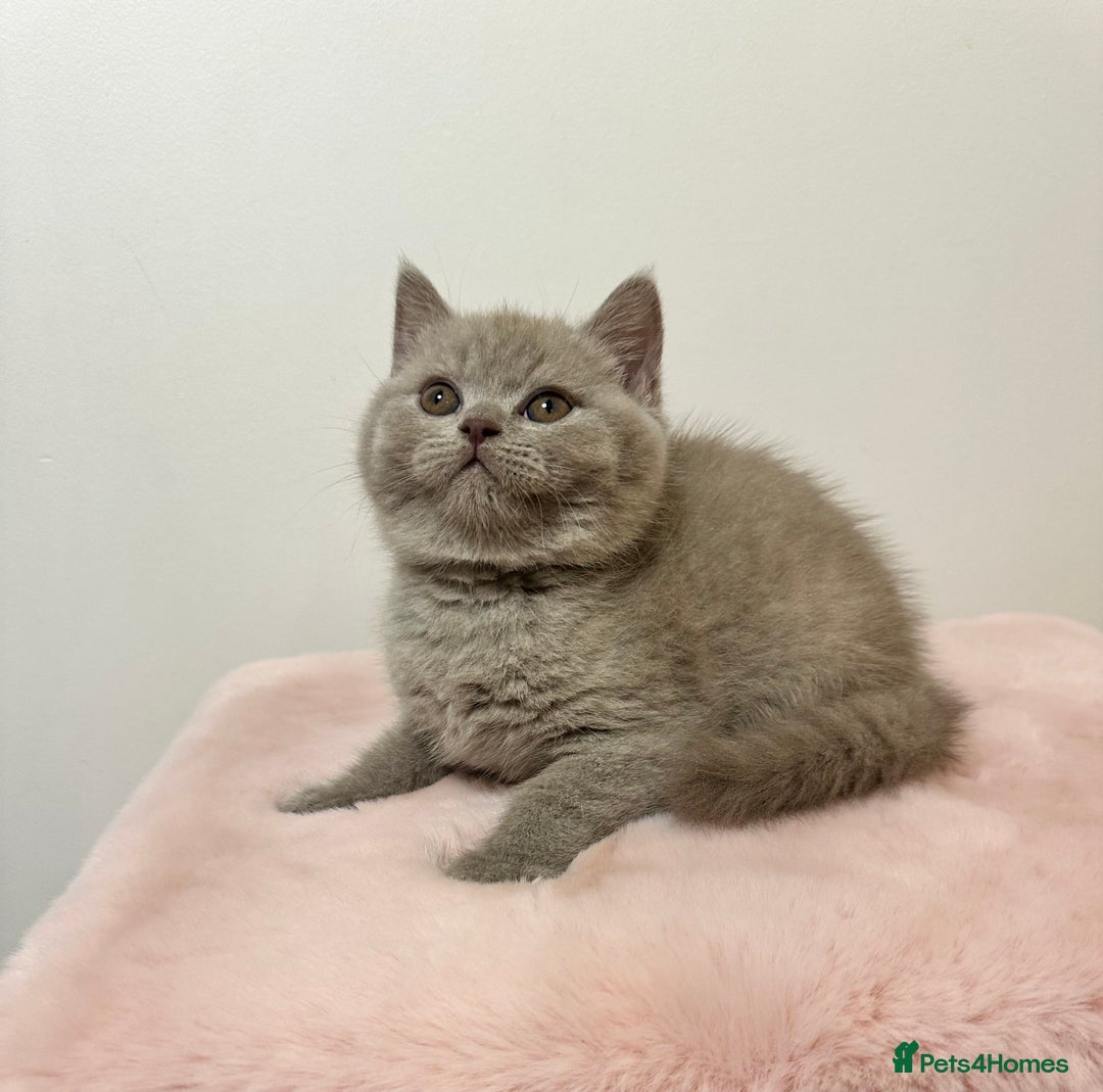 British Shorthair cats for sale: British Shorthair Chunky Chocolate Kittens🐻 - Advert 21