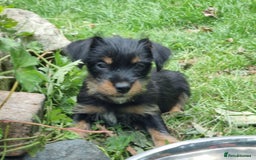 Mixed Breed dogs for sale: Gorgeous Jack Russell x Norfolk terrier pups  - Image 8