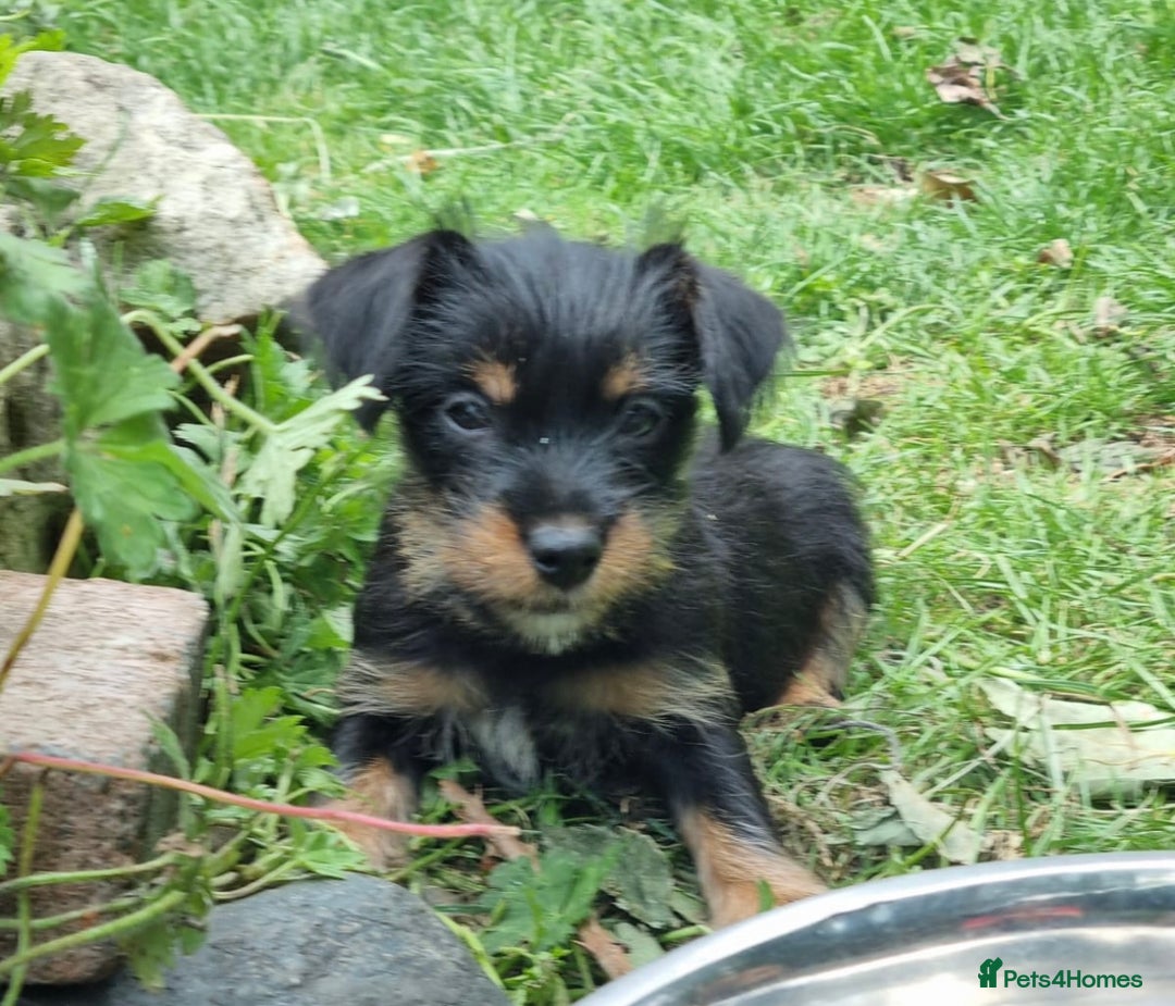 Mixed Breed dogs for sale: Gorgeous Jack Russell x Norfolk terrier pups  - Image 8