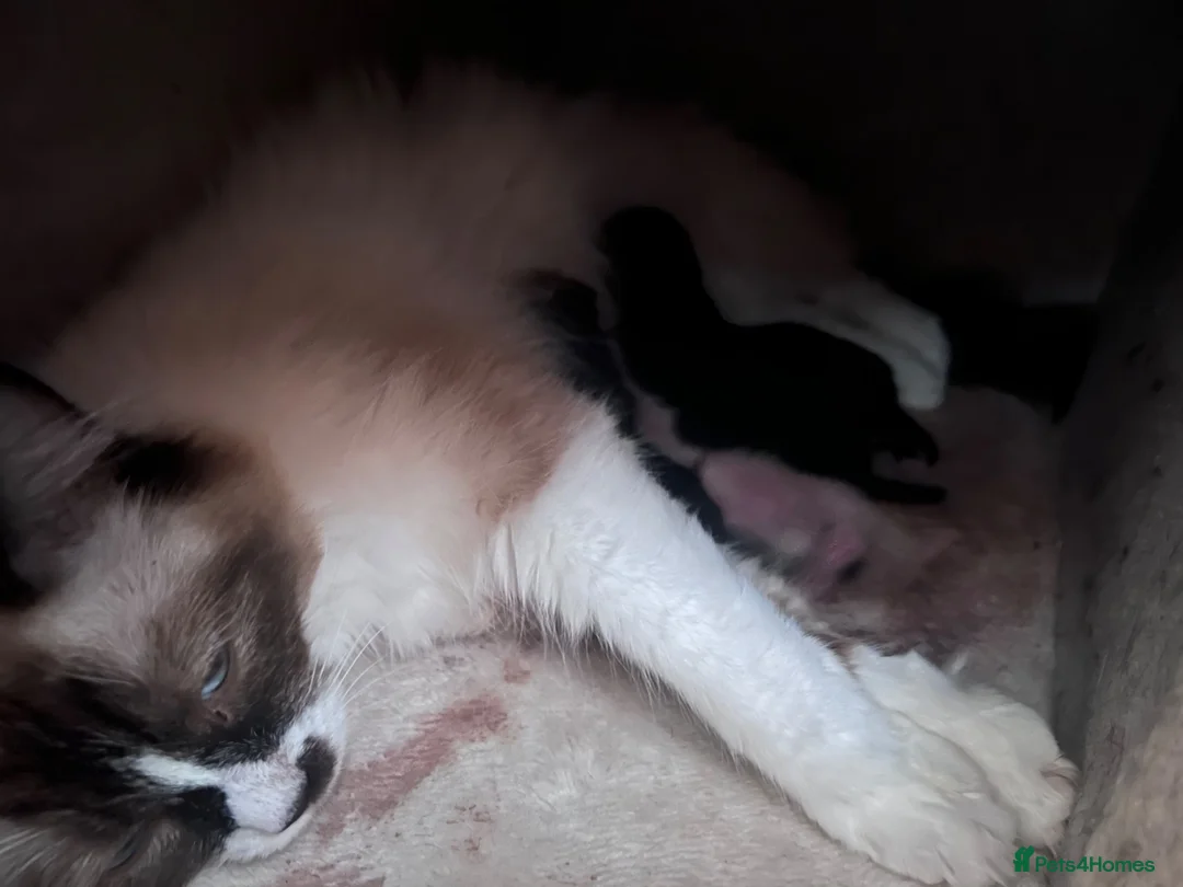 Ragdoll cats for sale: Ragdoll mix 4 kittens  in Oxford - Advert 2