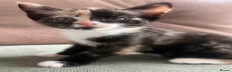 Mixed Breed cats for sale: Adorable kittens looking for their forever homes  - Advert 6