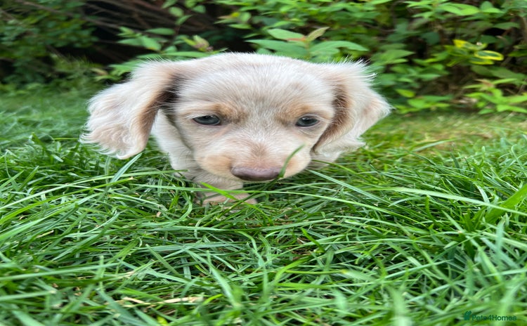 Miniature Dachshund dogs - Advert 10