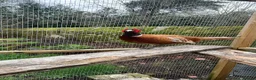 Pheasants poultry for sale: Buff male pheasant - Advert 3