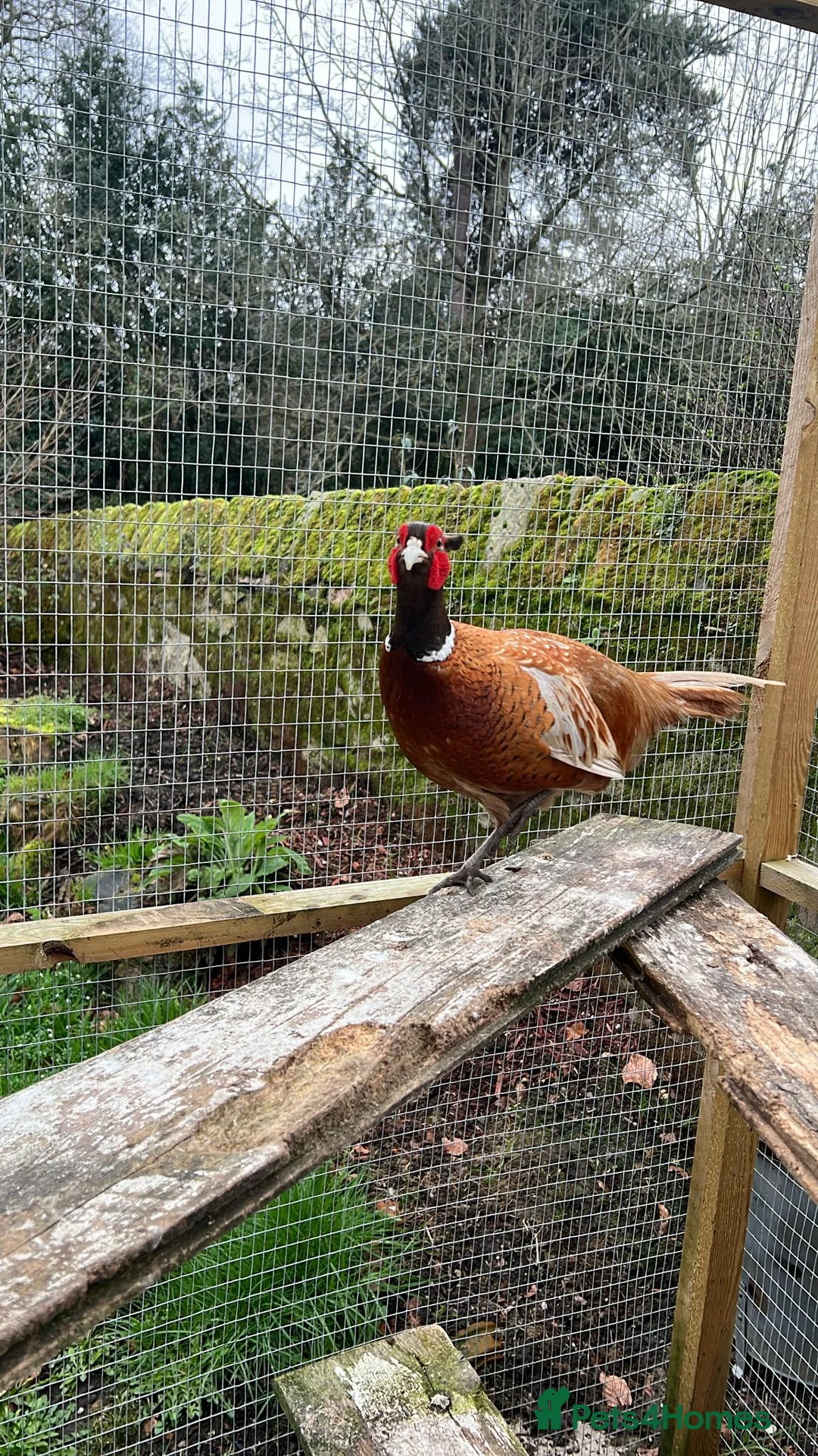 Pheasants poultry for sale: Buff male pheasant - Advert 3