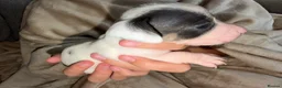 Chiweenie dogs for sale: 4 Beautiful Chiweenies For Sale/ 1 BOY/ 3 GIRLS - Advert 3