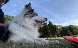 Border Collie dogs for stud: Blue Merle Border Collie Looking for Girlfriend - Image 14