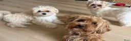 Maltipoo dogs for sale: Toy Size maltipoo boys in London - Advert 14